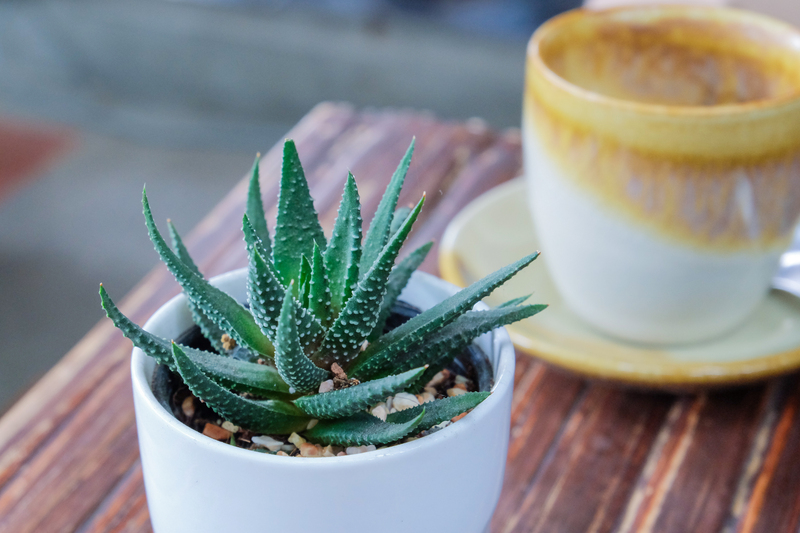 Indulge in a Secluded Escape: The Best Tall-Potted Plants for Outdoor Privacy Needs